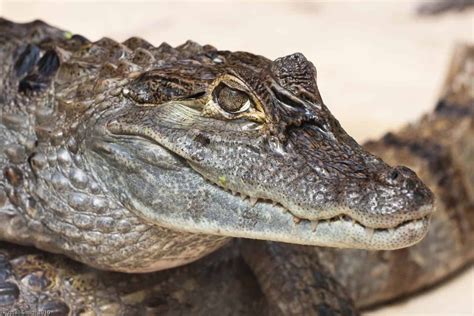 10 Incredible Caiman Facts - WikiPoint - Wiki Point