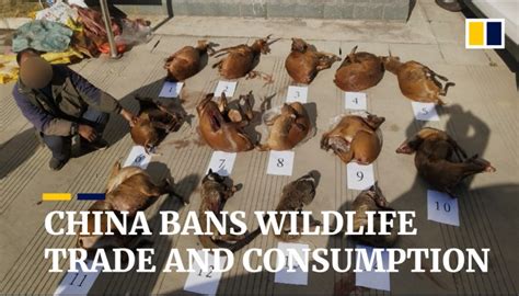 China orders complete ban on trade in wildlife for food to combat coronavirus epidemic | South ...