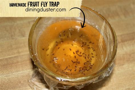 Get Rid of Pesky Fruit Flies- Fruit Fly Trap - Dining Duster