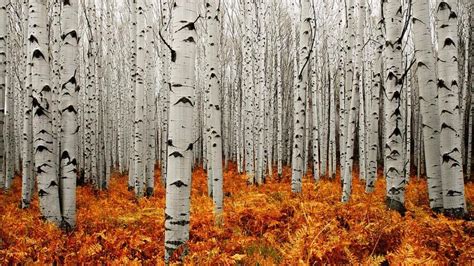 Aspen Trees Wallpapers - Top Free Aspen Trees Backgrounds - WallpaperAccess