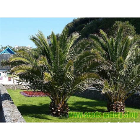 Canary Island Date Palm Seeds (Phoenix canariensis) - Price €2.75