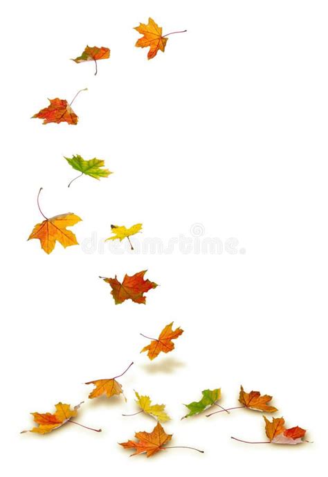 Maple Autumn Leaves Falling on White Background