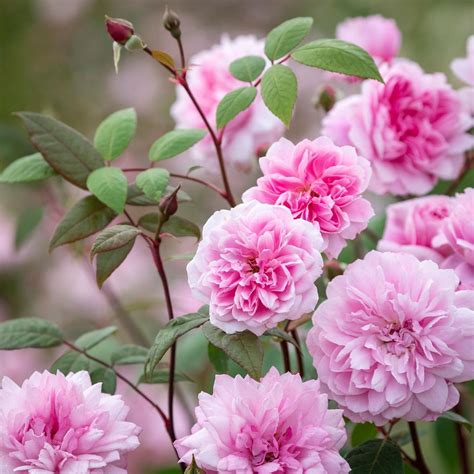 The Beauty Of Disease-Resistant Climbing Roses - SONG OF ROSES