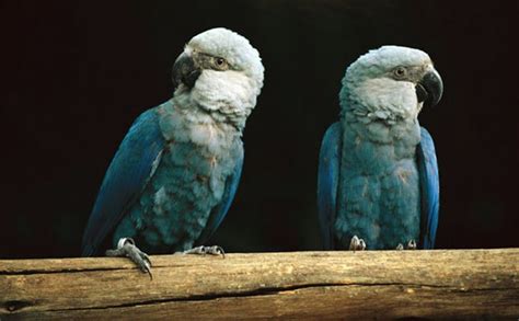 Spix's Macaw: characteristics, habitat, feeding and reproduction