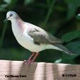 Doves (Columbidae) - North American Doves - Birds of North America