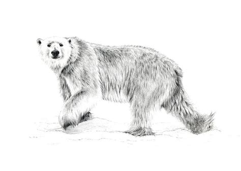 Polar bear Polar Bear Drawing, Polar Bear Tattoo, Bear Tattoos, Animal Tattoos, Tatoos, Bear ...