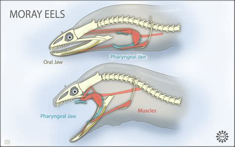 Electric Eel Anatomy