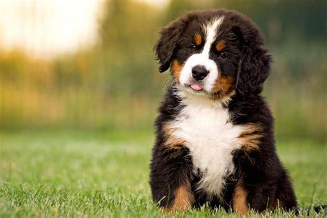 Bernese Mountain Dog Breed Information & Characteristics | Daily Paws