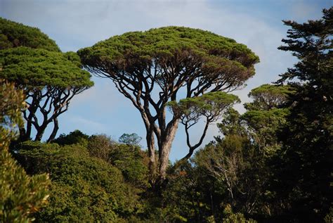 Pinus pinea (Italian stone pine) older | Plants, Tree, Pine seeds