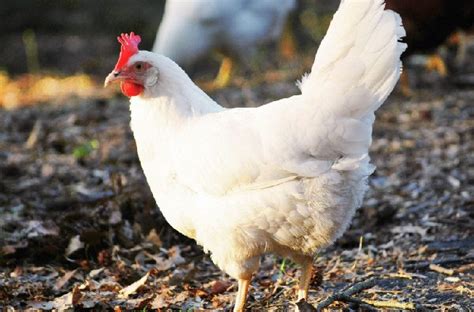 Top White Chickens Breeds - Characteristics, Habitat, Care, and More - MustPets.Com