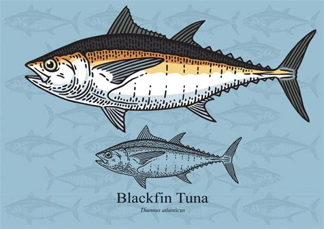 Blackfin Tuna - Fishmasters.com