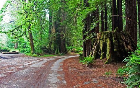 Campsites In Redwood National Park | Kids Matttroy