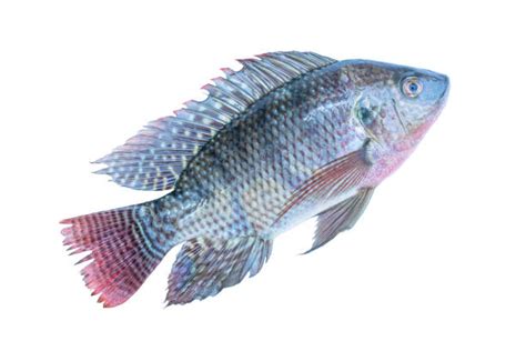 450+ Oreochromis Niloticus Stock Photos, Pictures & Royalty-Free Images ...