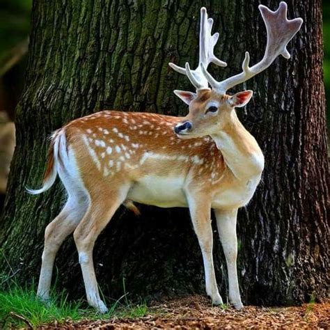 Venado | Animals beautiful, Animals, Cute animals