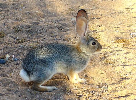 Research Shows Rabbits Use White Tails to Outsmart Predators | OutdoorHub