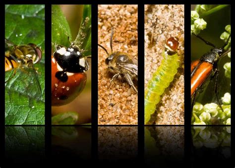 Are Bugs and Insects the Same? 3 Key Differences » The Buginator