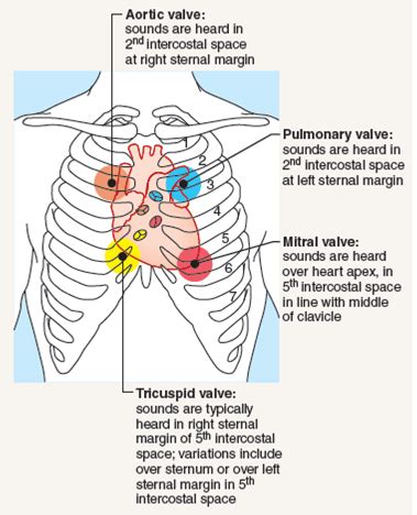 Tricuspid Valve Auscultation