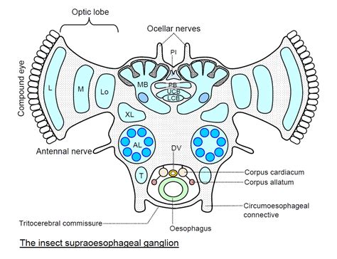 Insect Brain Anatomy