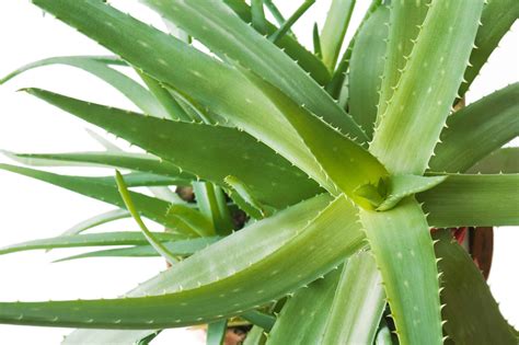 Aloe Vera Plant - Aloe Vera HQ