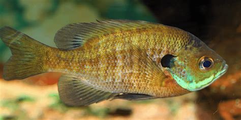 What Aquarium Fish Can Live With Bluegill? - Aquarium Sphere