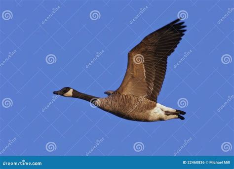 Canada Goose in Flight stock photo. Image of soaring - 22460836