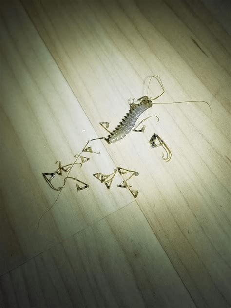 Why did I find this house centipede with all of its legs detached? : NoStupidQuestions