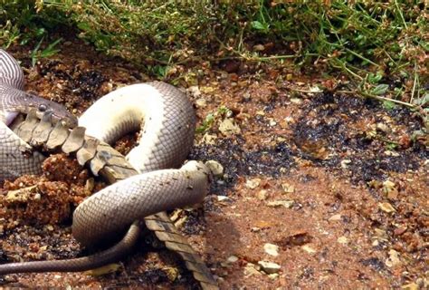 Amazing Animals: Anaconda Eating Crocodile In Australia