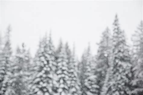 "Snow Falling In Front Of Pine Trees" by Stocksy Contributor "Justin ...