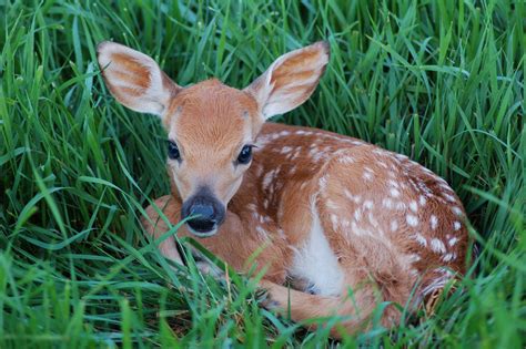 Do Not Bother The Fawns! – Rehabilitating Orphan and Injured Wildlife Since 1962