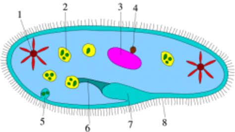 Protists: Paramecium, Amoebas, Algae, Diatoms, Euglena, and Others | HubPages