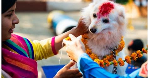 Nepal Dog Festival 2024 - Deina Sibella