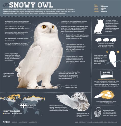 The Magic of the Snowy Owl | Daily Infographic