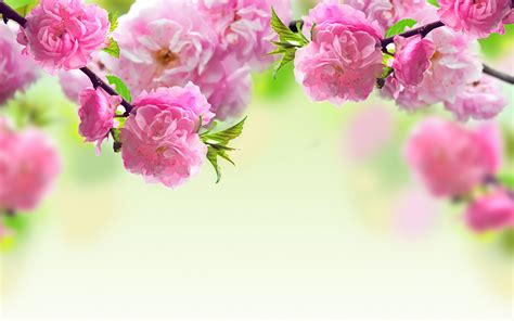 Spring - Computer Backgrounds | Spring flowers background, Spring flowers wallpaper, Pink spring ...