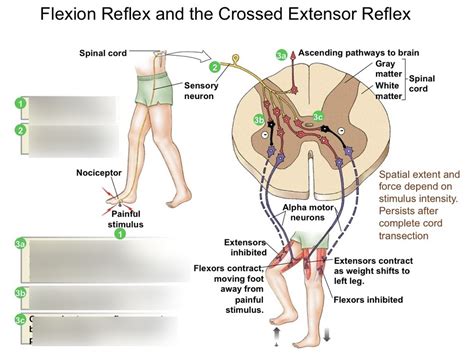 Diagram of MJM Week 8 - Crossed Extensor Reflex | Quizlet