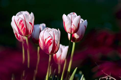 Free Images : nature, flower, petal, tulip, spring, color, garden, flowers, tulips, macro ...