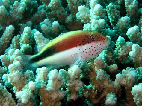 Jim Lyle diving Wakatobi