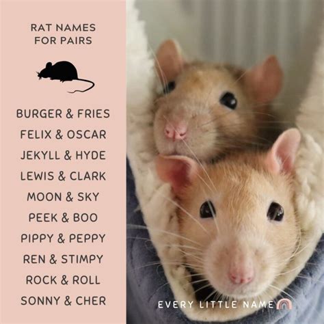 220+ Best Rat Names (Cool, Cute, and Funny) - Every Little Name