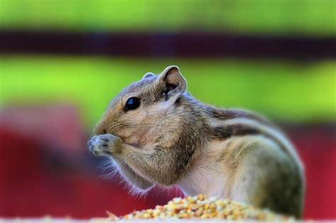 Premium Photo | Squirrel eating nuts