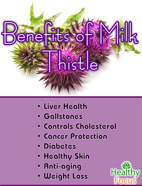 8 Proven Milk Thistle Benefits - Healthy Focus