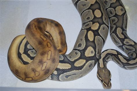 Breeding - Python regius - World of Ball Pythons