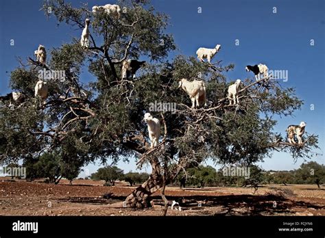 Argan tree, goats, Essaouira, Morocco Stock Photo, Royalty Free Image ...