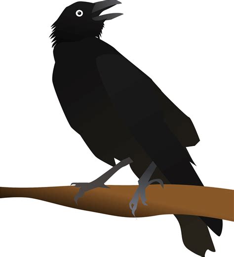 Rook Bird PNG Free Download | PNG All