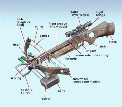 Crossbows vs Compound Bows: A Detailed Guide