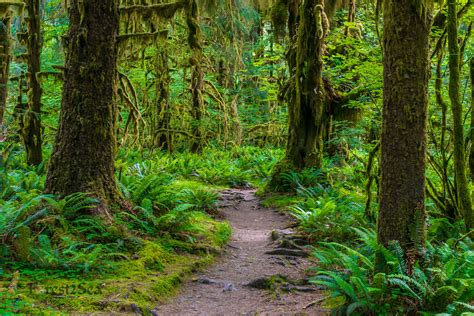 Hoh Rainforest Trail Archives - Forest2Sea Adventure Photography