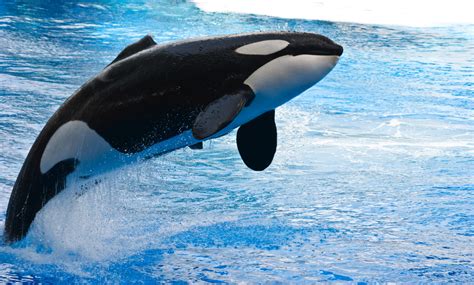 Orca, the Killer Whale - Random Photo (35799309) - Fanpop