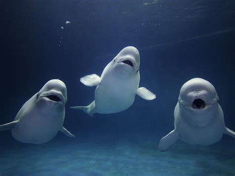 Beluga Whale - SNSH