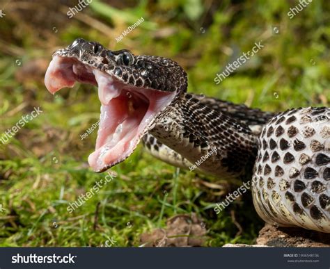 Rattlesnake Venom: Over 6,091 Royalty-Free Licensable Stock Photos | Shutterstock