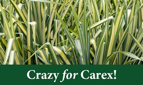 Crazy for Carex! – Crocker Nurseries