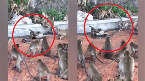 This python attacking monkey video will leave you astonished