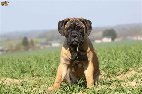 Bull Mastiff Temperament